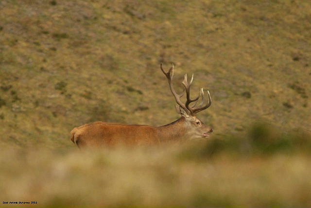 venado recortado