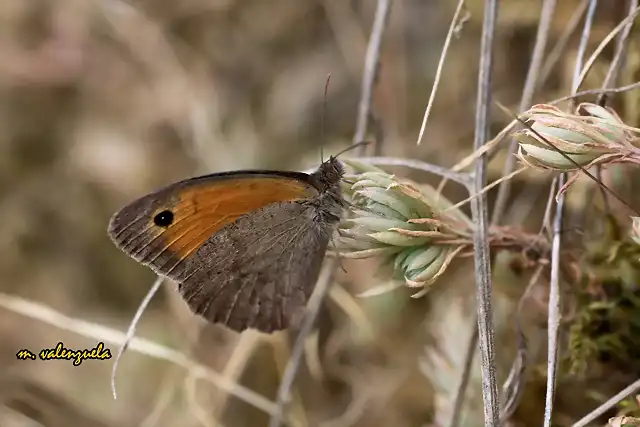 10, MARIPOSA, MARCA