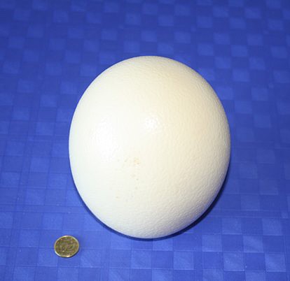 Huevo de avestruz entero