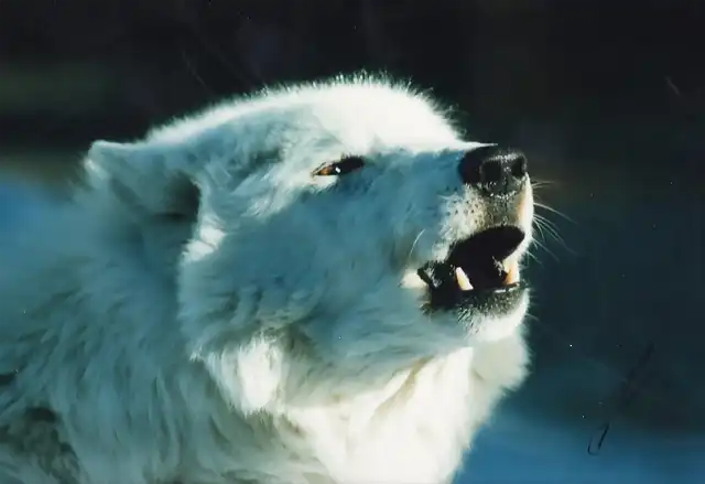 Howling Artic Wolf_2