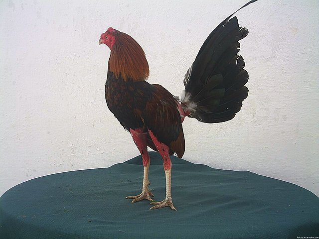 GALLO ZAMBO 7 PELEAS GALLO ZAMBO 7 PELEAS