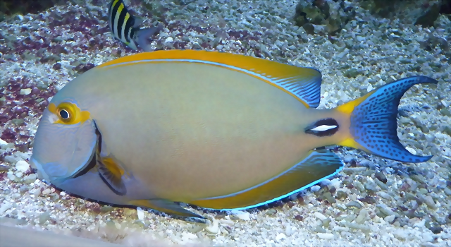 Acanthurus dussumieri Acanthurus dussumieri