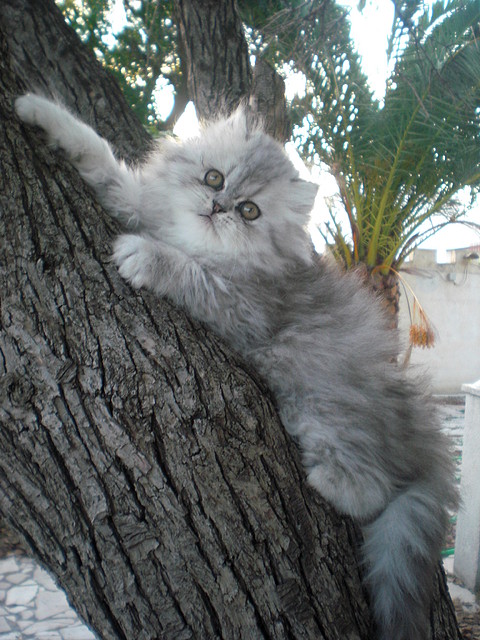 Luna - Hembra Silver Tabby Blotched