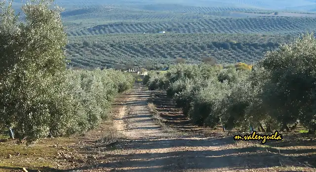 01, por el camino hacia Olvera, marca