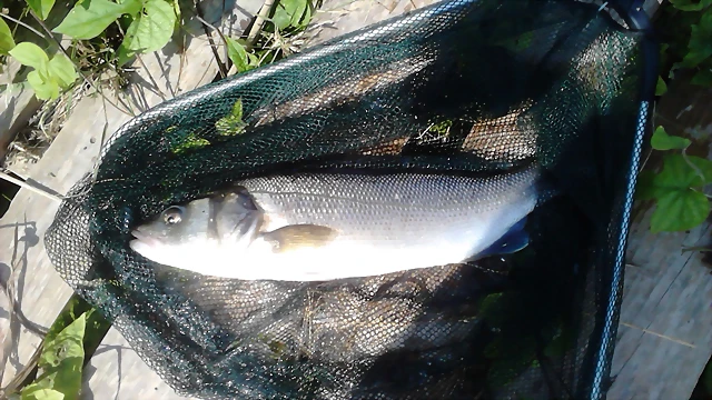 IMG-20140727-WA0005 IMG-20140727-WA0005