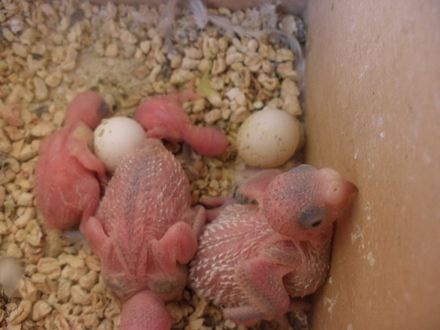 4º pollito 8-11-11 4º pollito 8-11-11