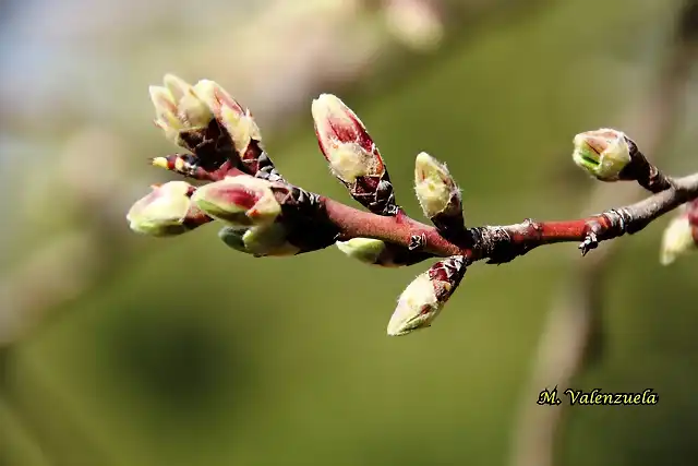 14, yemas de almendro, marca