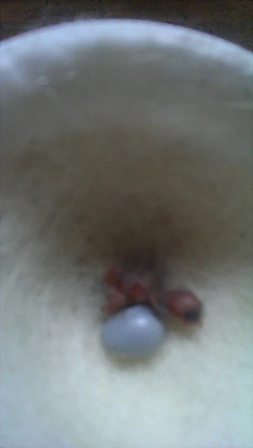 IMAG1302_BURST007
