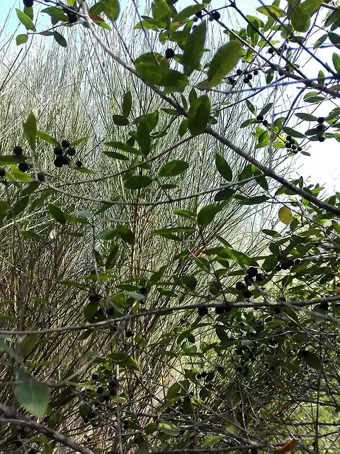 Phillirea latifolia