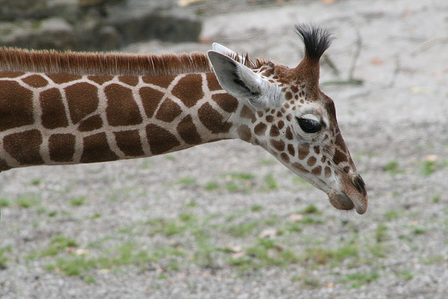 Zoo Stuttgart 289