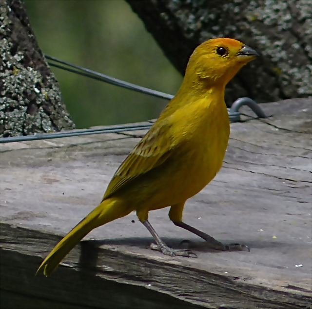 Sicalis flaveola wild (1-10-23 Zoo de Quito, det yo) Sicalis flaveola wild (1-10-23 Zoo de Quito, det yo)