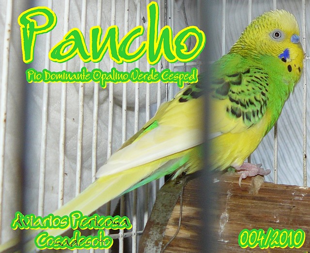 2010 004 PANCHO