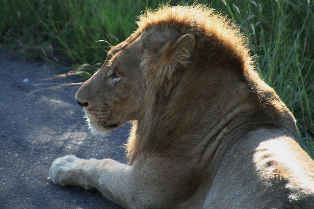 Johannesburg Kruger març 2009 527 Johannesburg Kruger març 2009 527