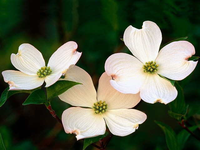 Flowering Dogwood Blossoms Flowering Dogwood Blossoms