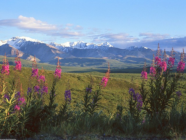 Fireweed and Larkspur, Denali National Park, Alaska Fireweed and Larkspur, Denali National Park, Alaska