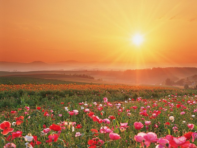 Flowering Field Flowering Field