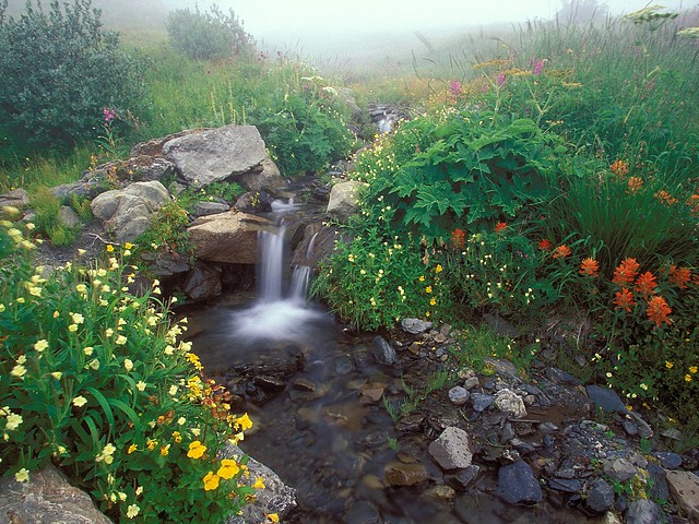 Flowing out of the Mist, Olympic National Park, Washington Flowing out of the Mist, Olympic National Park, Washington