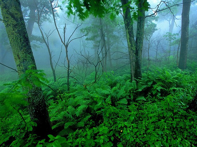 Forest Mist, Shenandoah National Park, Virginia Forest Mist, Shenandoah National Park, Virginia