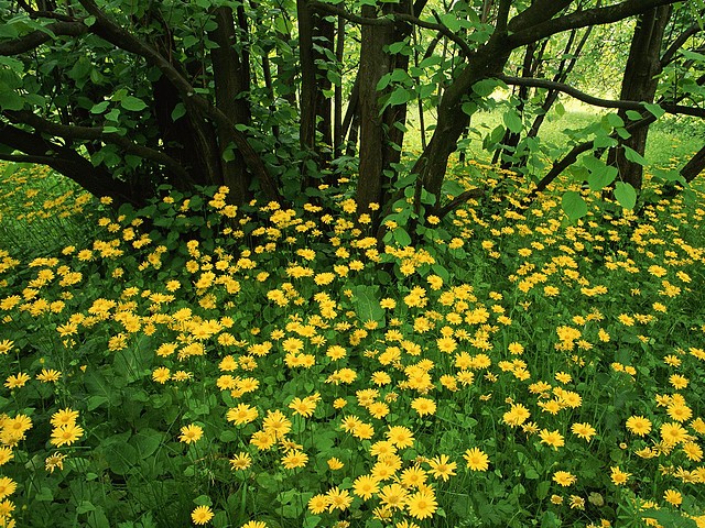 Flowering Leopardsbane, Scotland Flowering Leopardsbane, Scotland