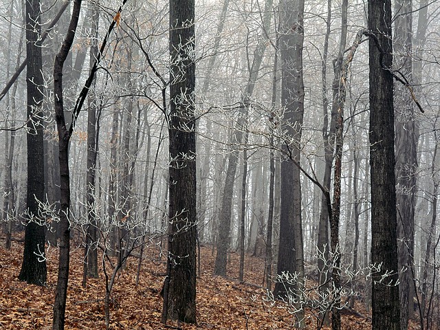 Forest Frost, Edwin Warner Park, Nashville, Tennessee Forest Frost, Edwin Warner Park, Nashville, Tennessee
