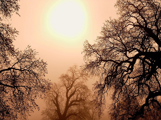 Foggy California Sunrise Foggy California Sunrise
