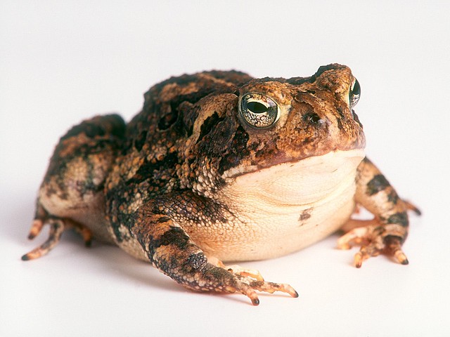 Fowler\'s Toad Fowler\'s Toad