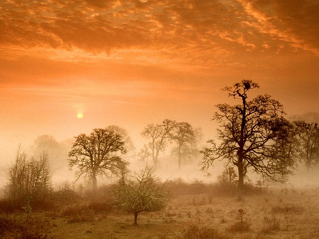 Foggy Meadow Sunrise, Corvallis, Oregon Foggy Meadow Sunrise, Corvallis, Oregon