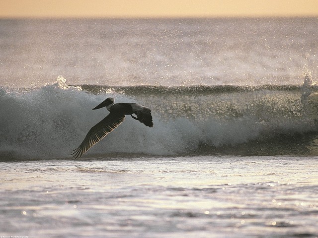 Flying with Ease, Brown Pelican Flying with Ease, Brown Pelican