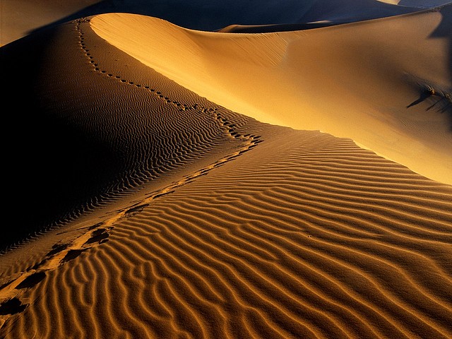 Footprints, Namib Desert, Namibia, Africa Footprints, Namib Desert, Namibia, Africa