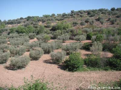 olivos Sediles