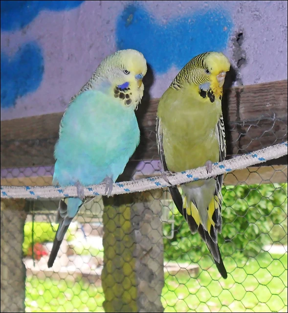 aqua y loren aqua y loren