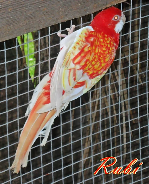 Mi rosella rubina Mi rosella rubina