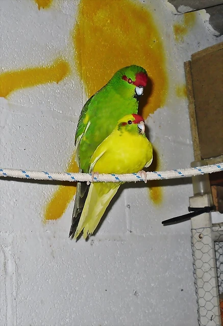 kakarikis copulando kakarikis copulando
