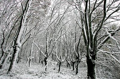 Percepcin del fro en la nieve