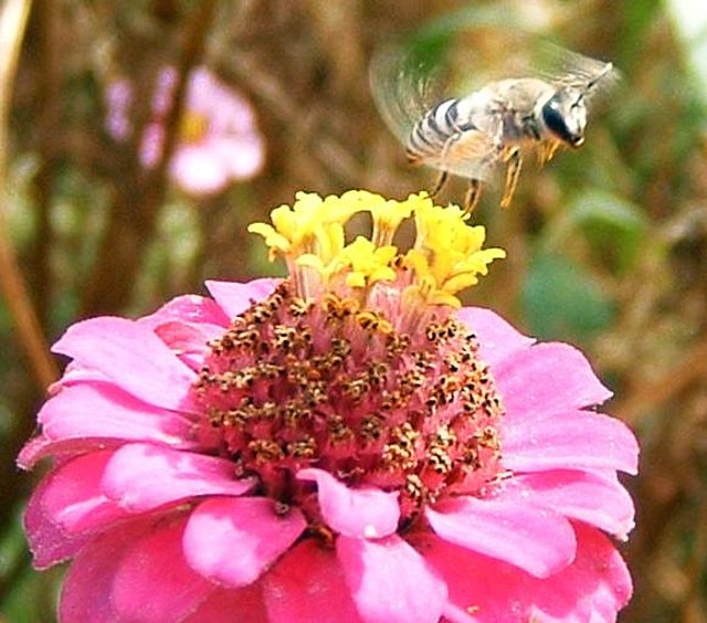 flores e insectos