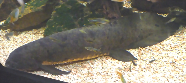 Neoceratodus forsteri 3 (4-8-17 Zoo Duisburg) Neoceratodus forsteri 3 (4-8-17 Zoo Duisburg)