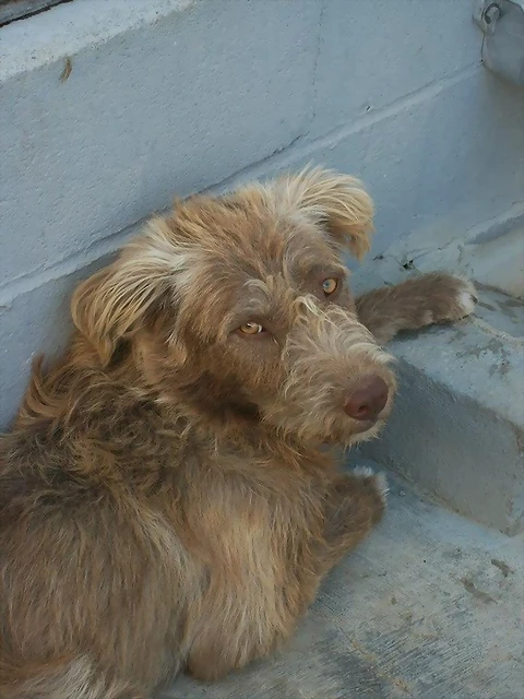 chewaka chewaka