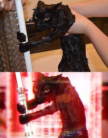 gatojedi