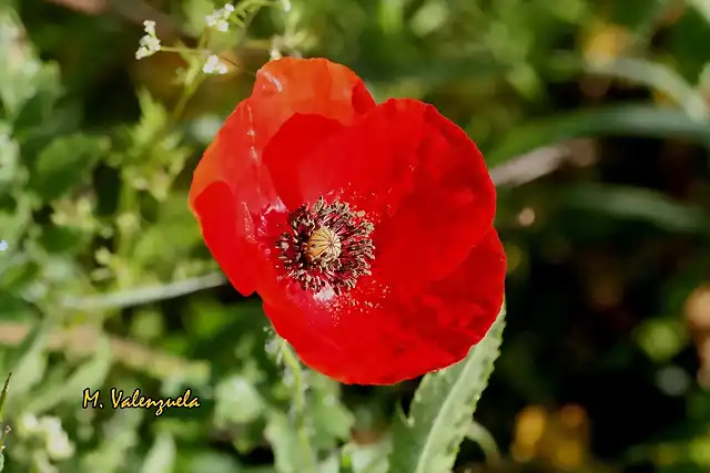 024, amapola, marca