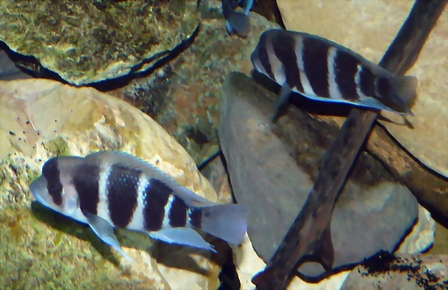 Cyphotilapia frontosa 2 (12-10-09 Acuario Fluvial de Zaragoza) Cyphotilapia frontosa 2 (12-10-09 Acuario Fluvial de Zaragoza)