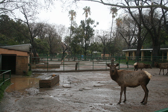 Zoo de Barcelona 15-03-11 217 Zoo de Barcelona 15-03-11 217
