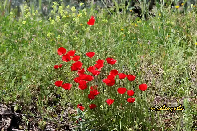 11, amapolas, marca