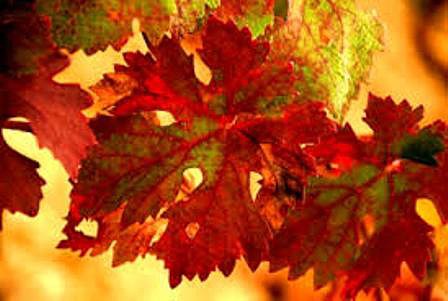 colores de otoño