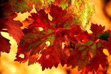 colores de otoño colores de otoño