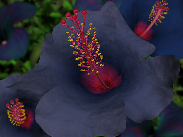 bluehibiscus