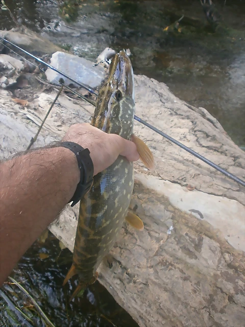 PA020297 PA020297