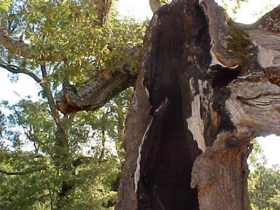 roble quemado. Foto M. Estrada