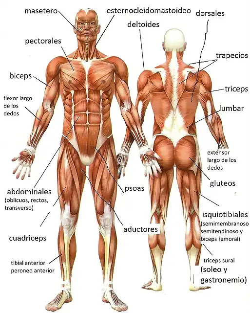 musculos-del-cuerpo-humano