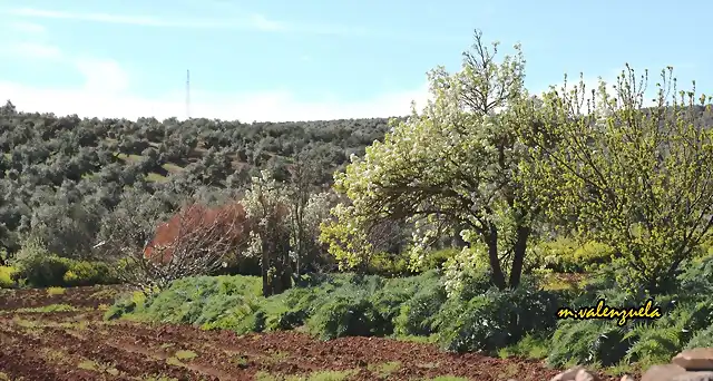 12, cantn de Hermosilla, marca