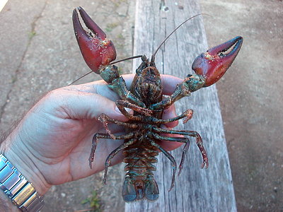 Cangrejo del ro Pisuerga